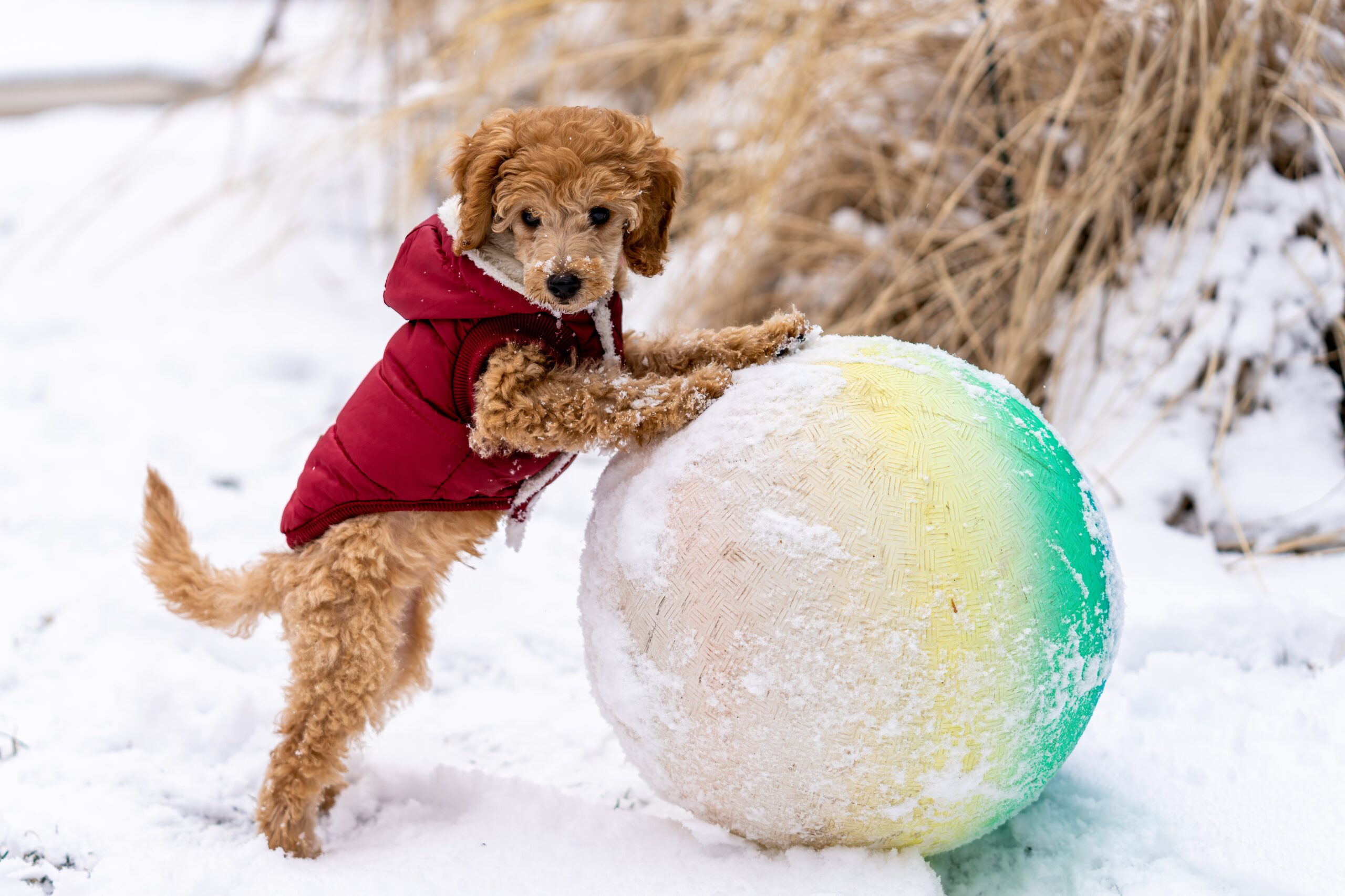 You are currently viewing Best Small Breed Puppy Food