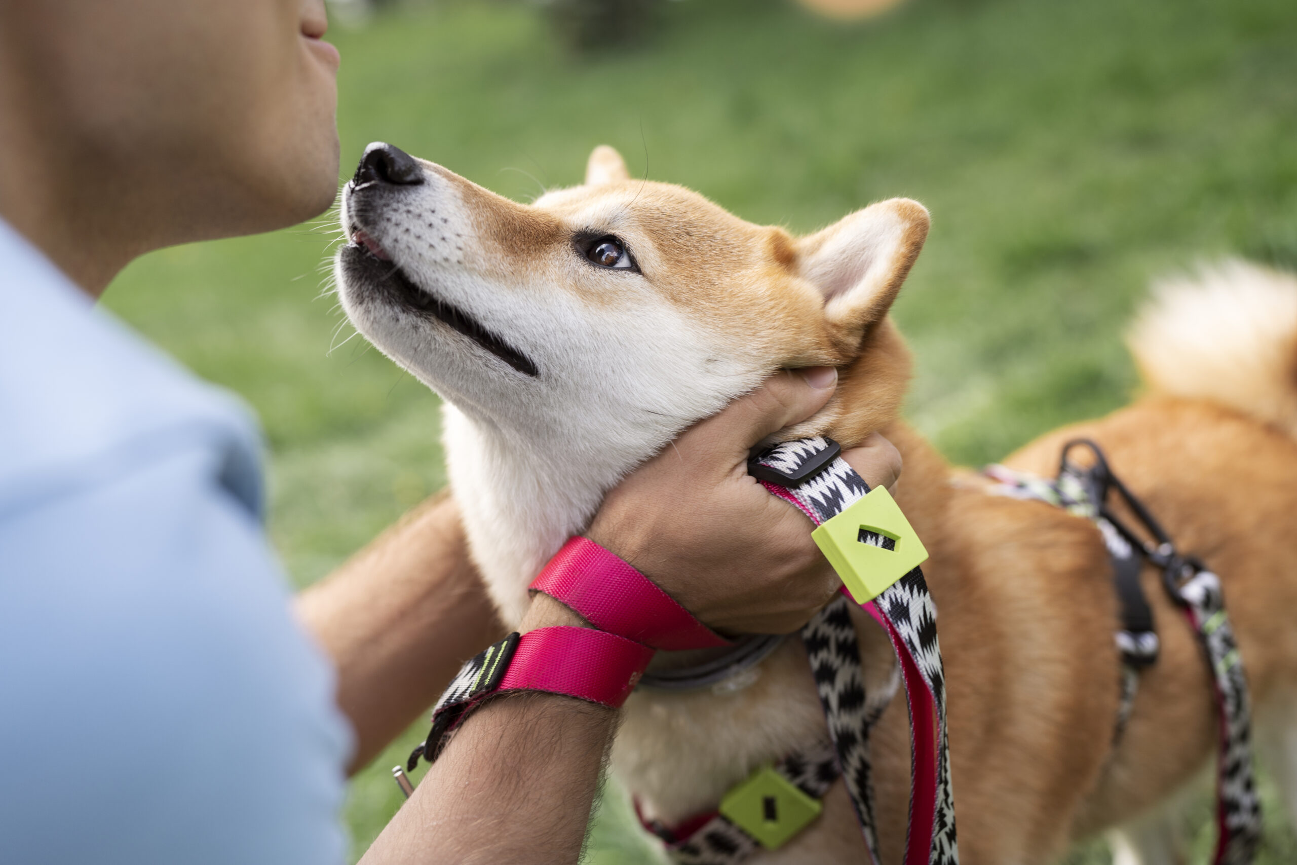 You are currently viewing Best Bark Collar for Small Dogs