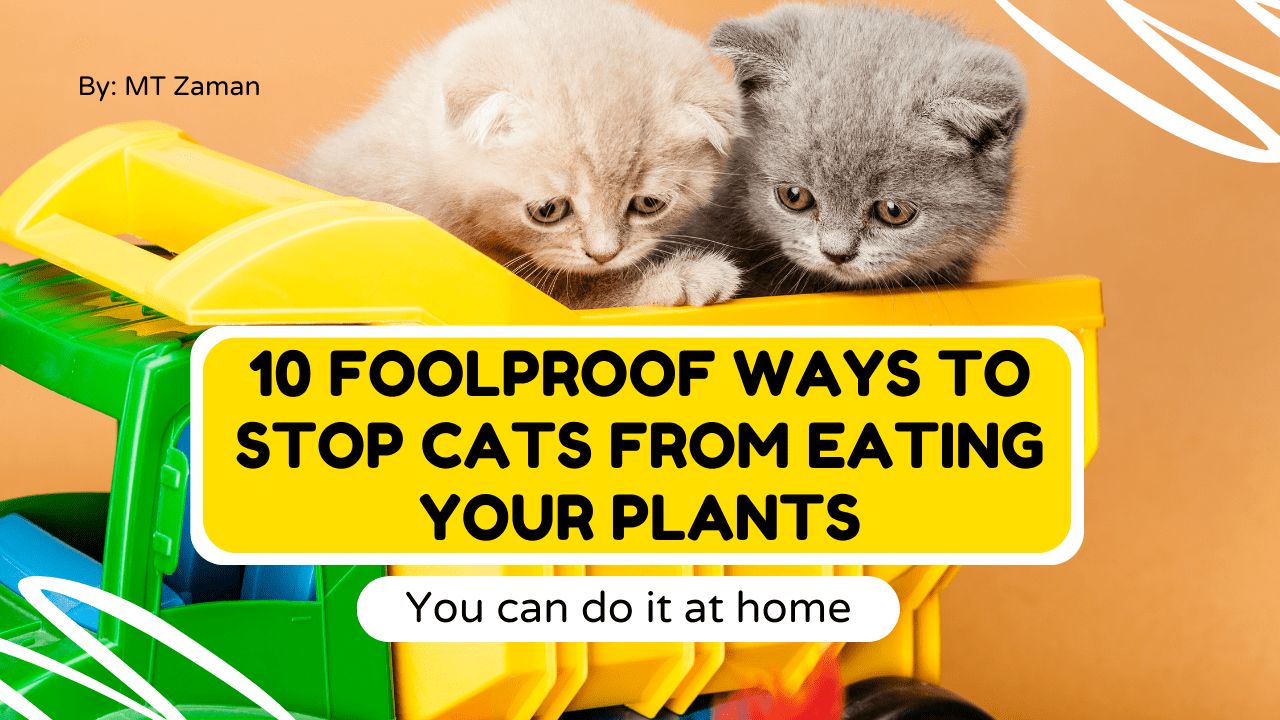 Read more about the article how to keep cats from eating plants