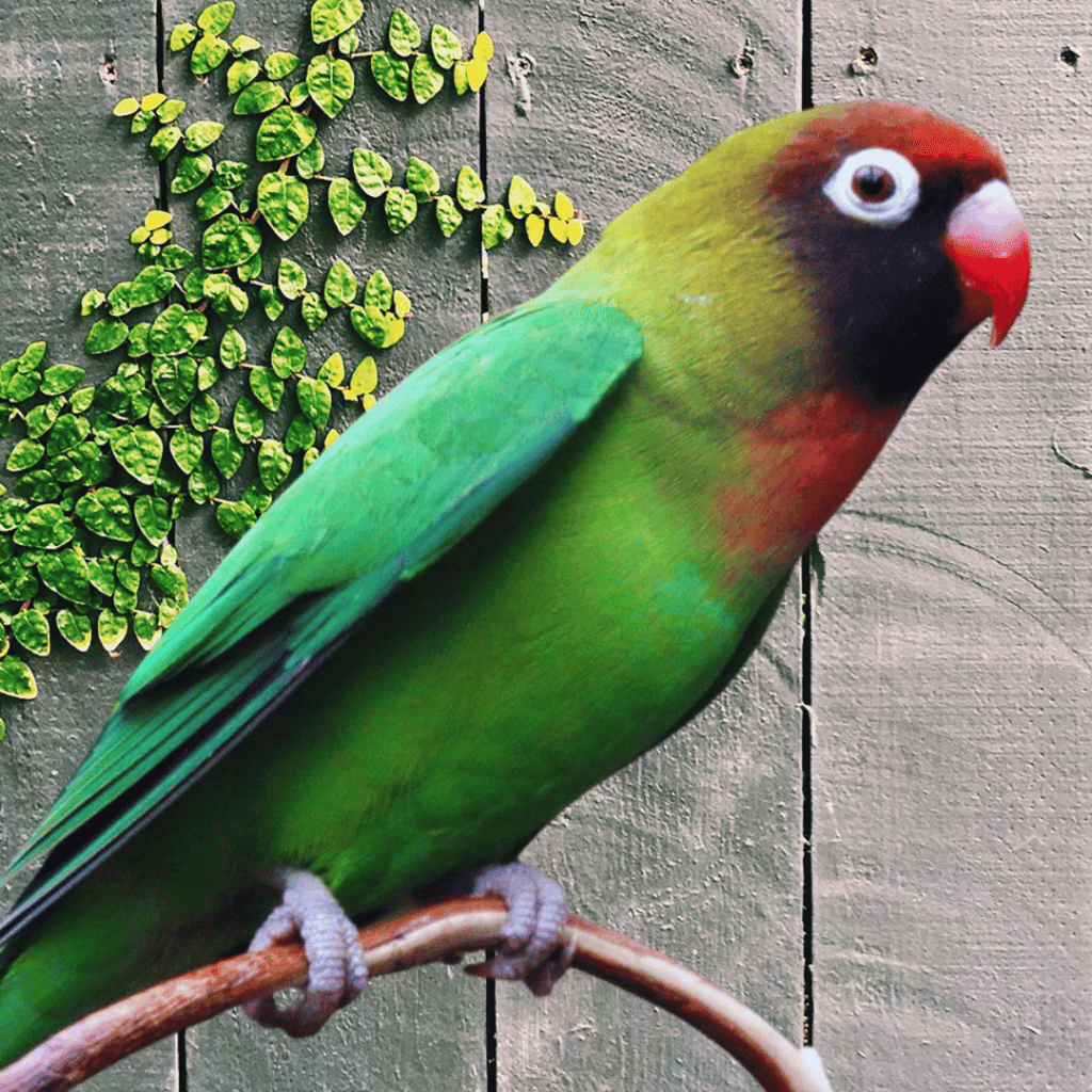 Black-cheeked Lovebird