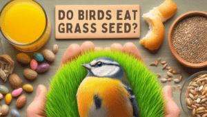 DO BIRD EAT GRAS SEEDS