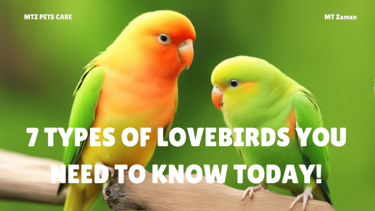 Read more about the article 7 Types of lovebirds You Need to Know Today!