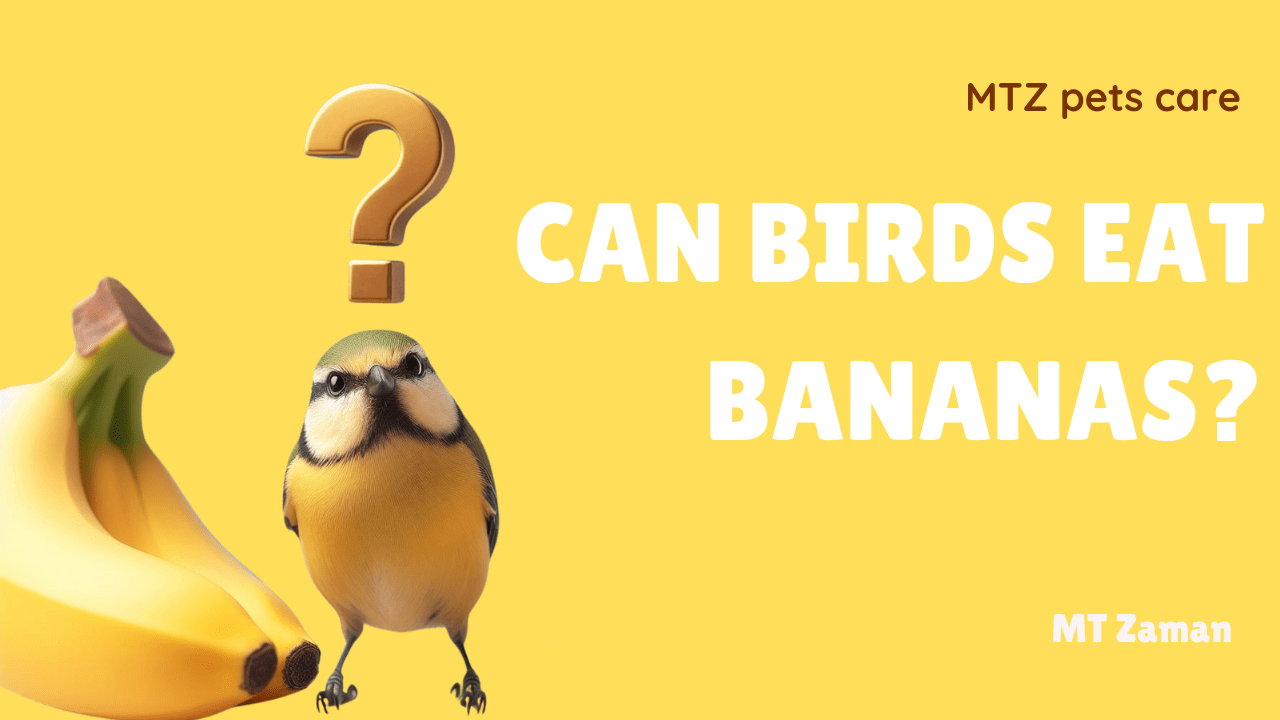 You are currently viewing Can Birds Eat Bananas?