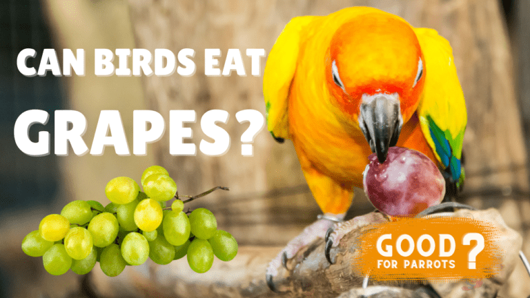 Read more about the article Can Birds Eat Grapes?