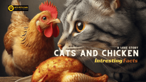 cat eating chicken