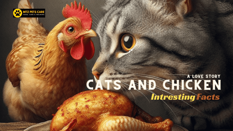 Read more about the article Cat Eating Chicken: A Love Story (But is it Safe?)