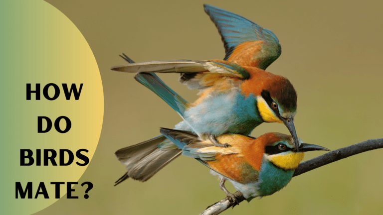 Read more about the article How Do Birds Mates? Bird Mating Isn’t What You Think!