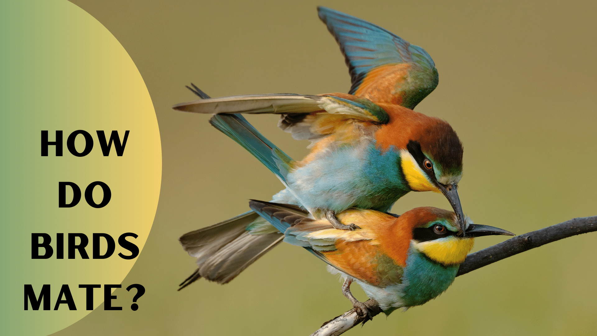 You are currently viewing How Do Birds Mates? Bird Mating Isn’t What You Think!