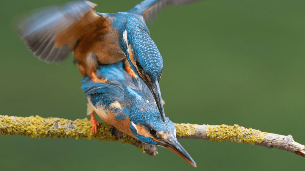 How Do Birds Mate