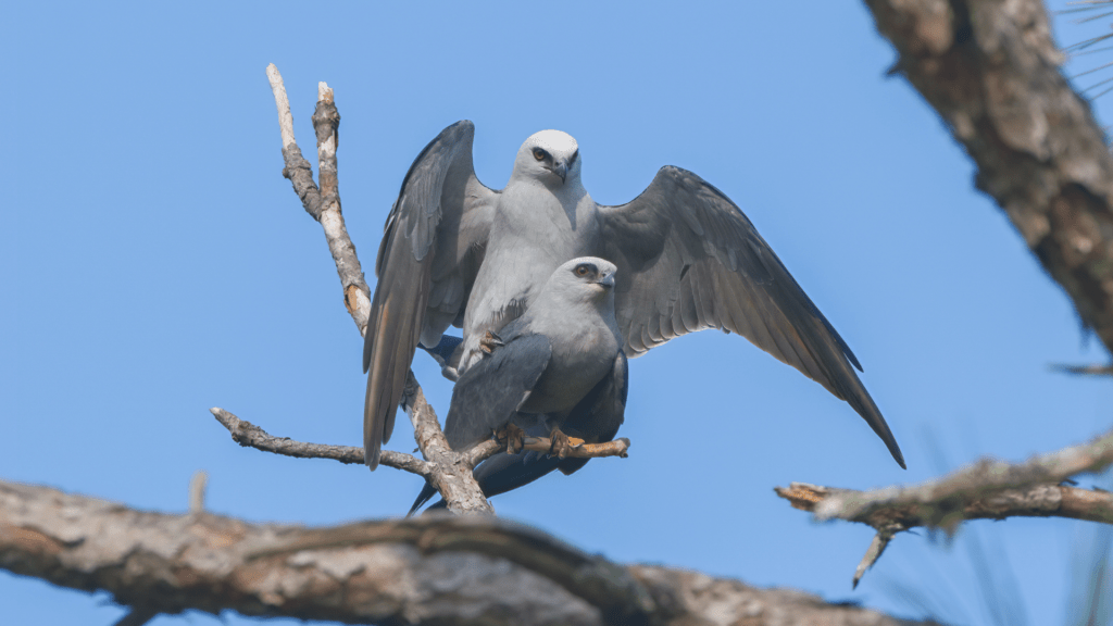 How Do Birds Mate