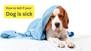 how to tell if your dog is sick